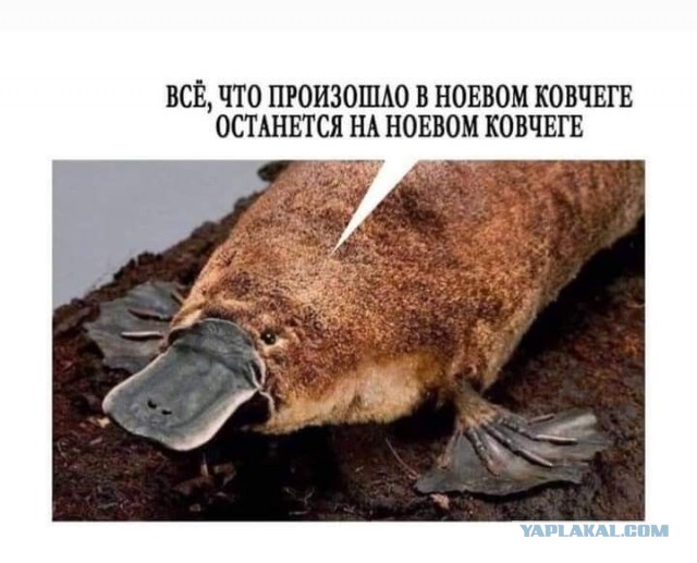 ЦРУ обнаружило Ноев ковчег: О чем говорится в рассекреченных документах