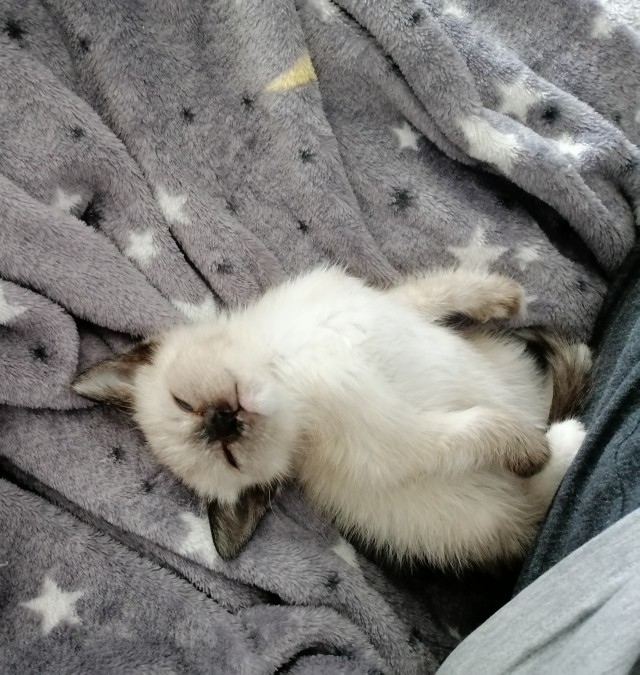 Моя жена не умеет фоткать кота