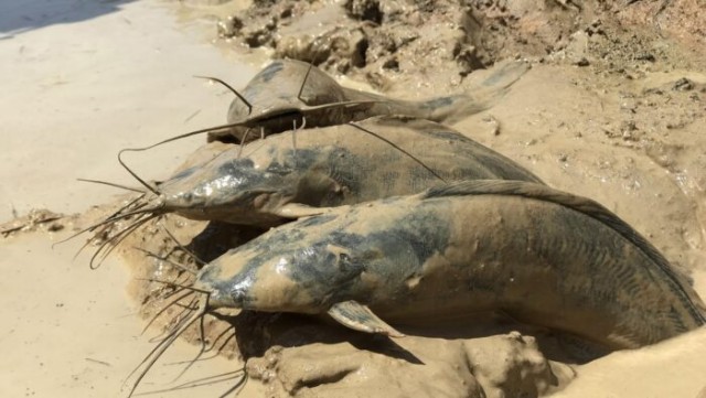 Мужчина верхом на лошади становится свидетелем возвращения воды после долгой засухи.