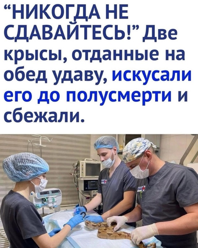 Картинки для деградации 31 (разной стпени свежести)