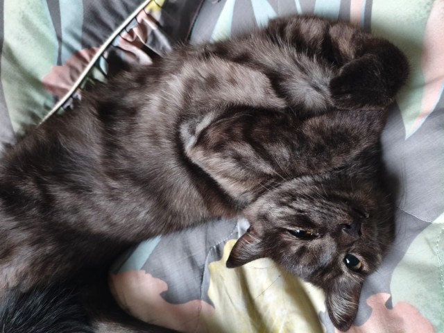 Спящих котеек тред