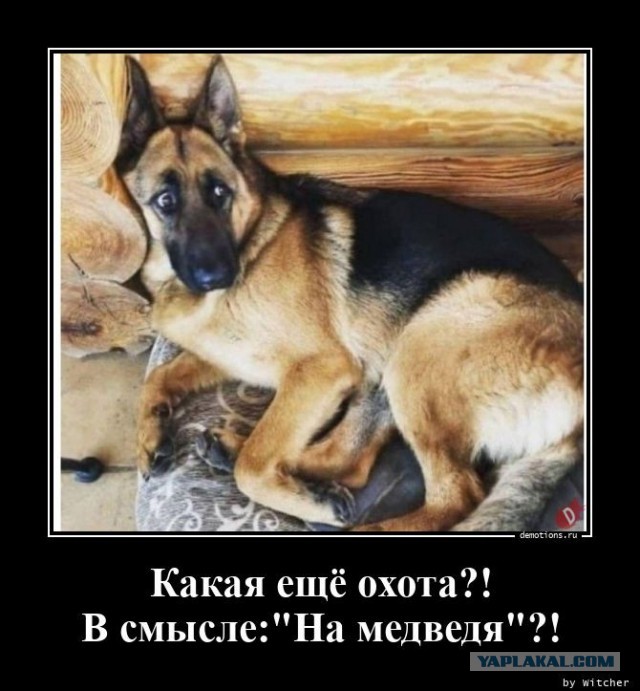 Когда хотел припугнуть большой собакой, но не взлетело