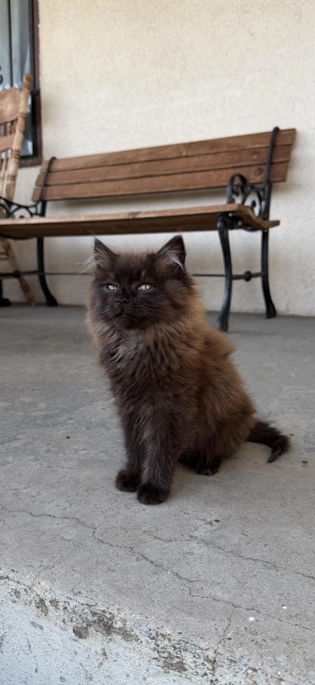 Рандомных фото котов тред