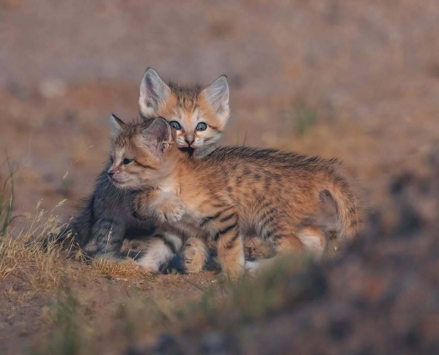 Фотограф запечатлел целую семью песчаных кошек на Ближнем Востоке⁠⁠