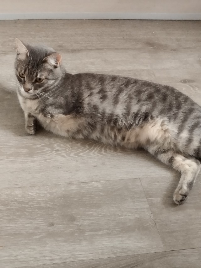 Котовторник: моя инвалидка