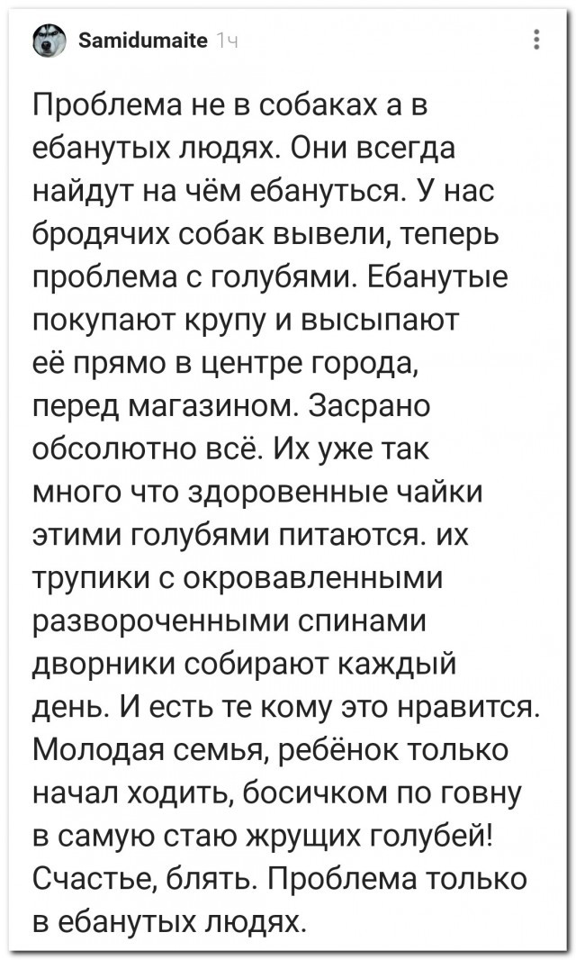 Не собаки, так голуби