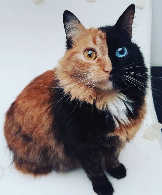 Котеек необычных псто
