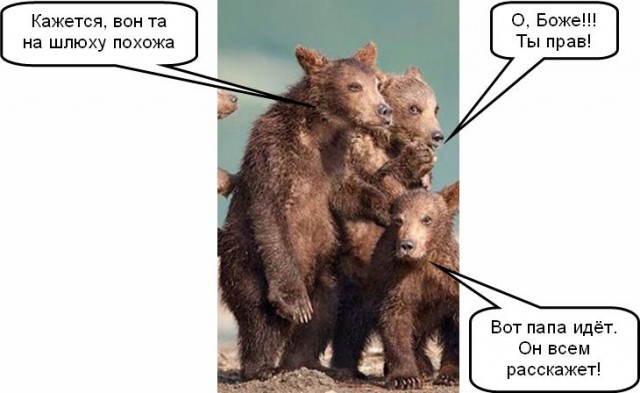 7 интересных фактов о медведях