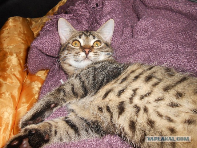 Котовторник  28.01.14