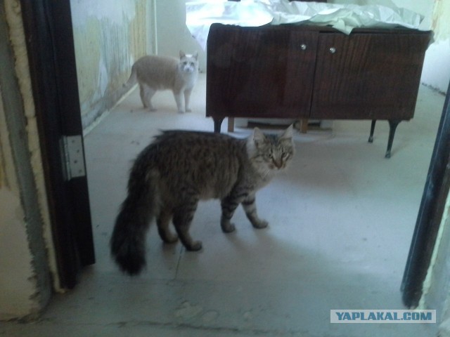 Котовторник  25.03.2014