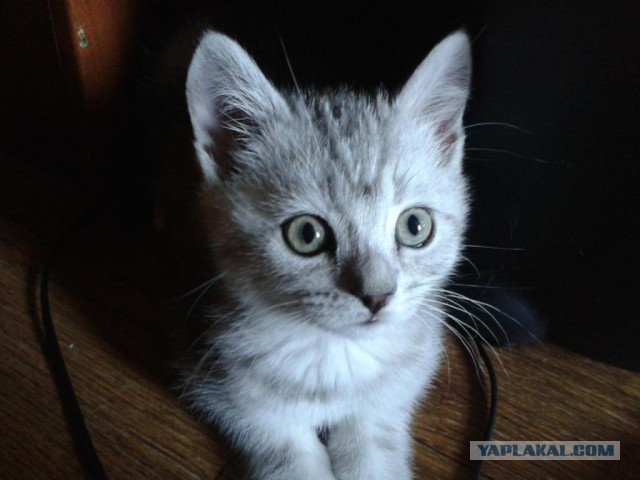Котовторник 6.05.2014