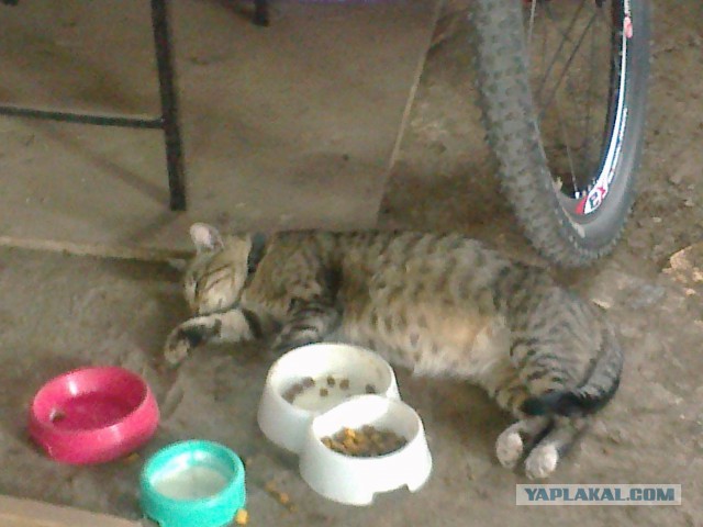 Котовторник 26.08.14.