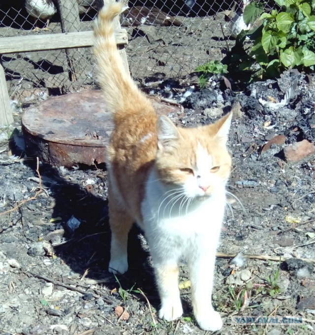 Котовторник 7.10.2014
