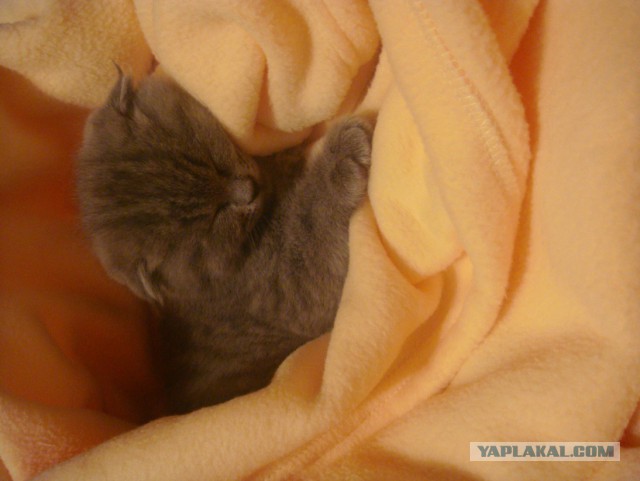 Котовторник 30.12.2014