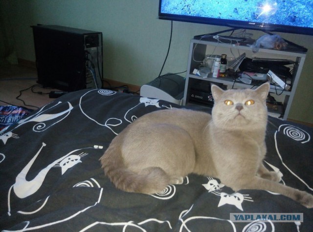 Котовторник