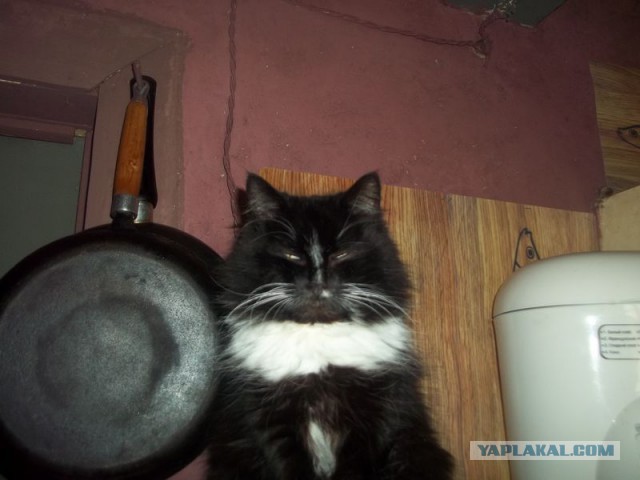 Жизнь домашнего приюта для котеек 54