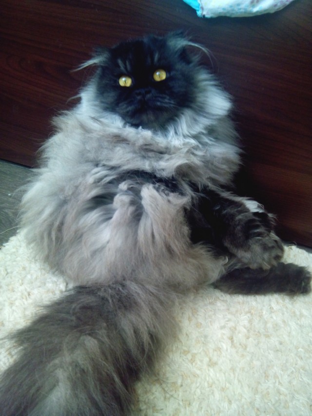 Котовторник