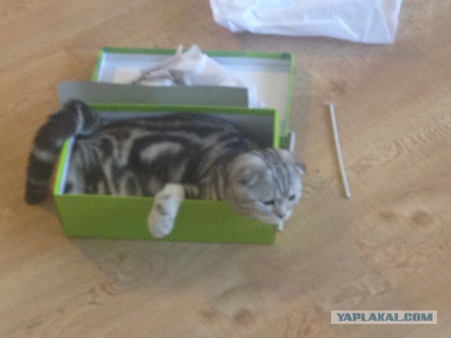 Котовторник 09.06.2015