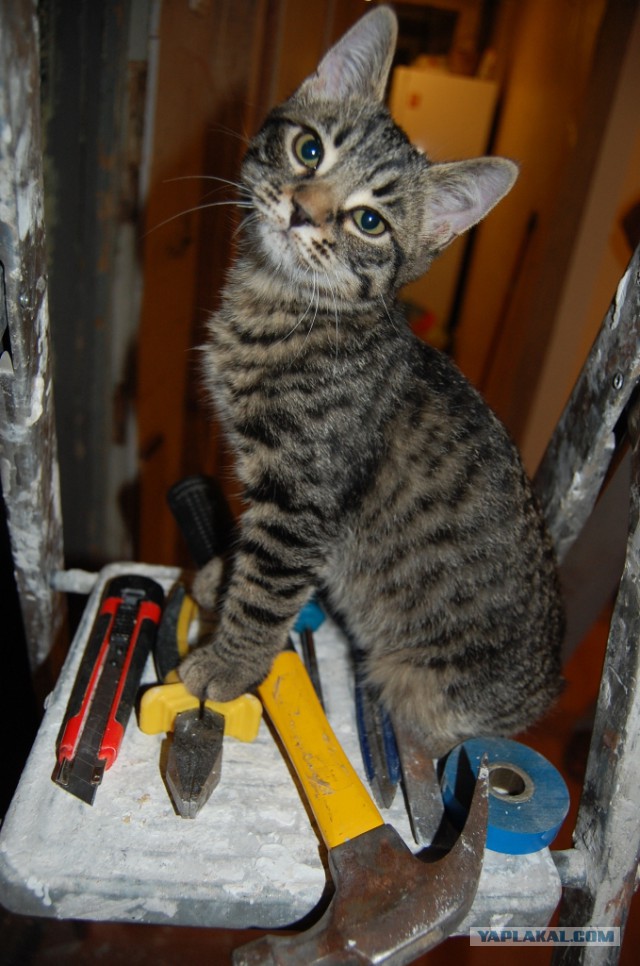Котовторник