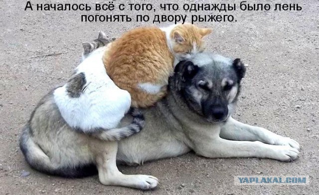 Собаки против котов