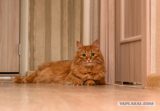Котовторник 20.10.2015
