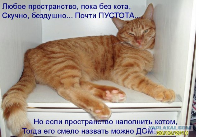 Котики - 3