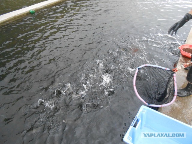 Рыбная ферма. Эквадор