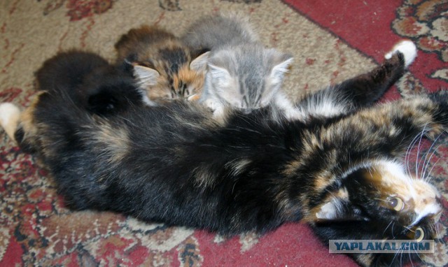 Котовторник
