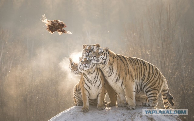 Картинки,гифки.