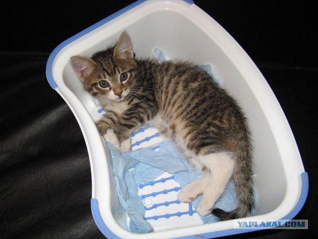 Пост про котэ