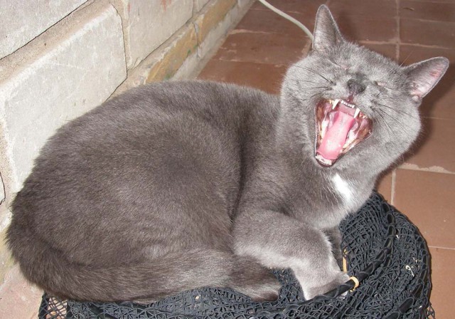 Мой зевающий кот