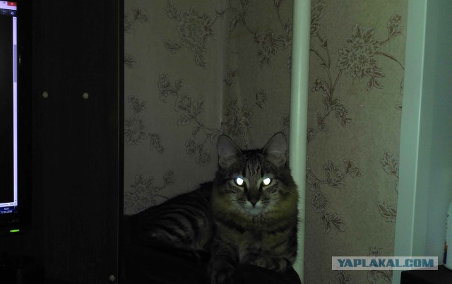 Котовторник 08.11.2016