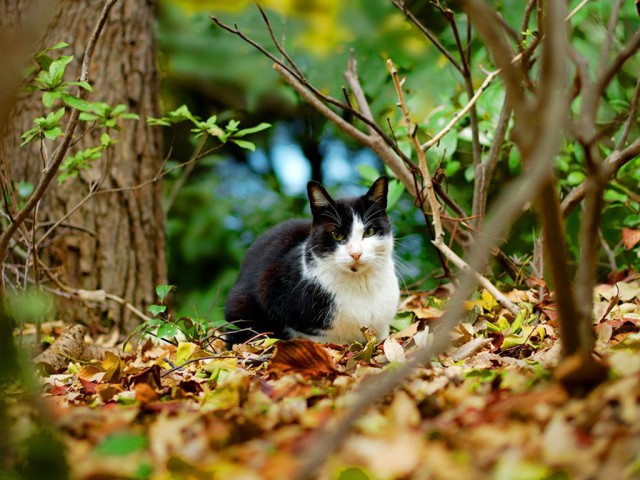 Коты из сети