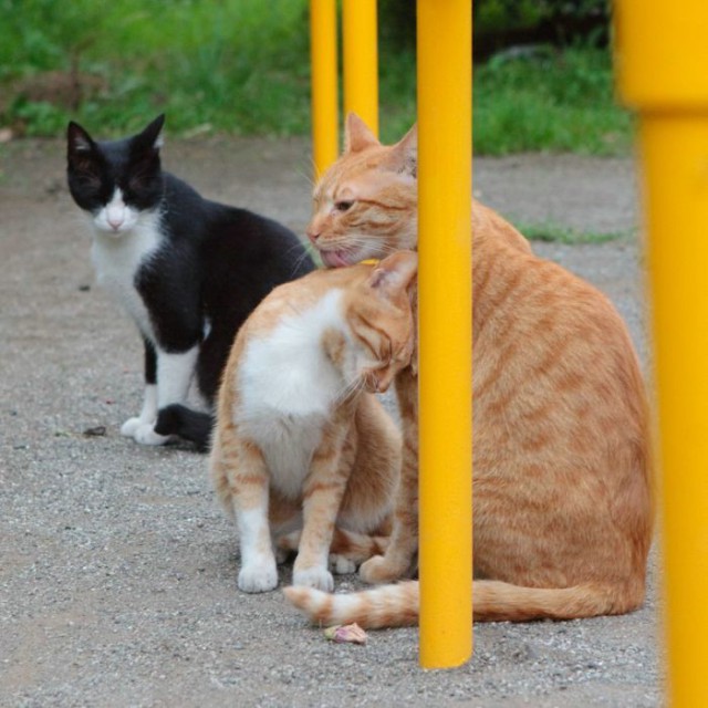 Котовторник 24.01.2017