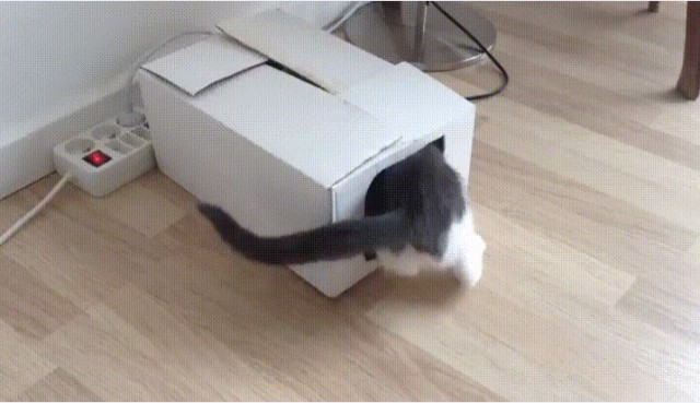 Коты не поделили коробку