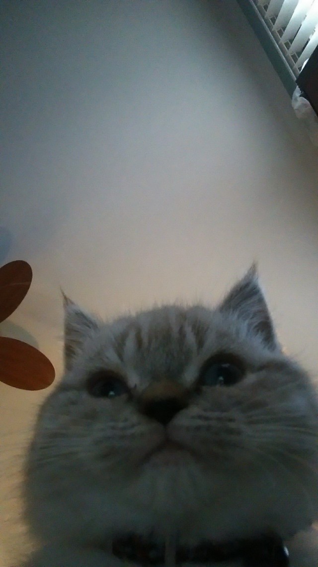 Коты и Кошки