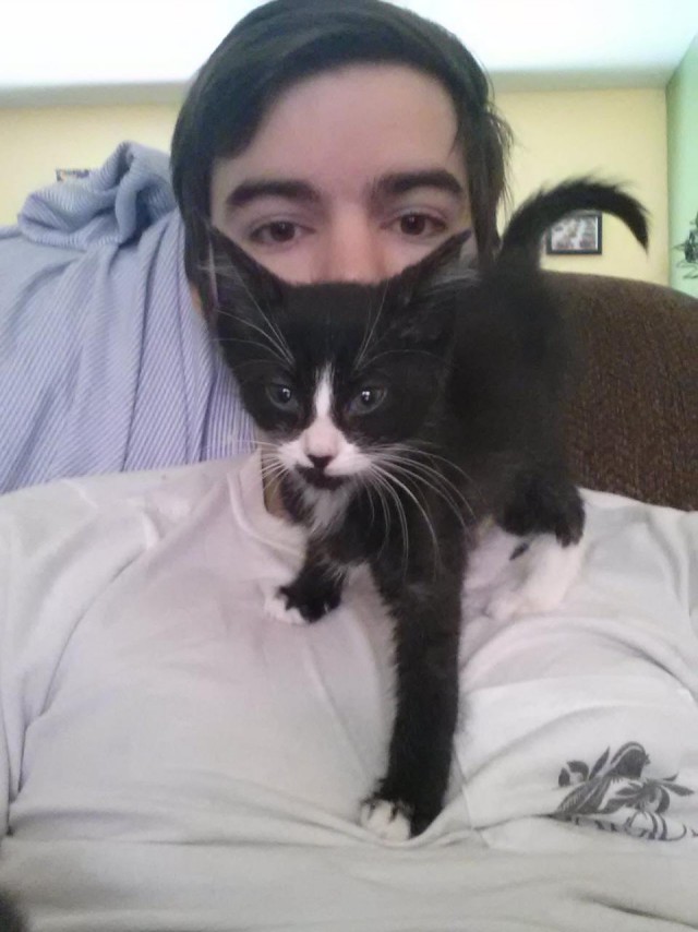 Коты и Кошки