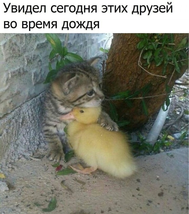 Котовторник 27.06.2017