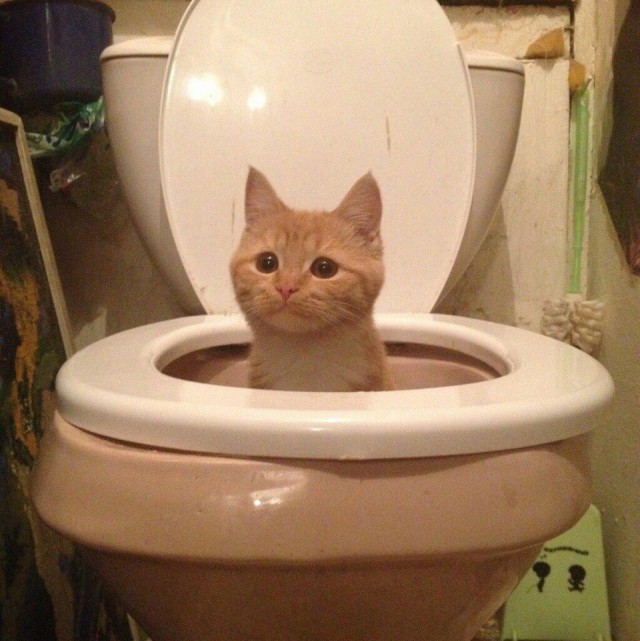 Прикольных котов пост