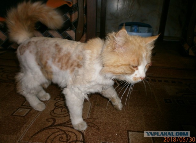 Котовторник 05.06.2018