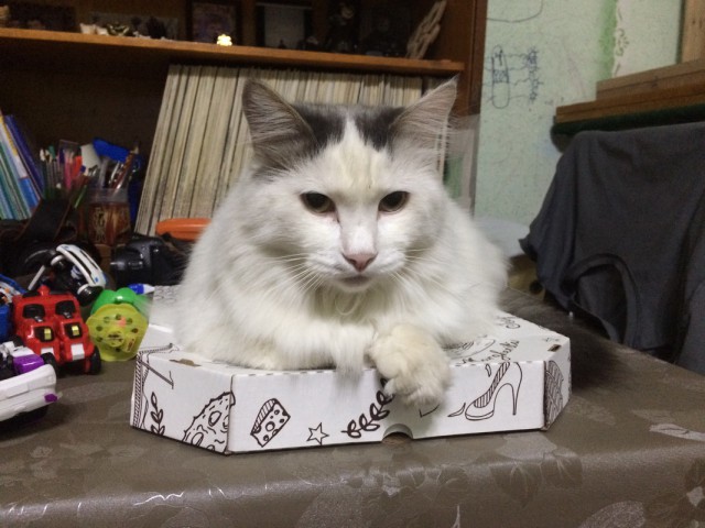 Котовторник 19.06.2018