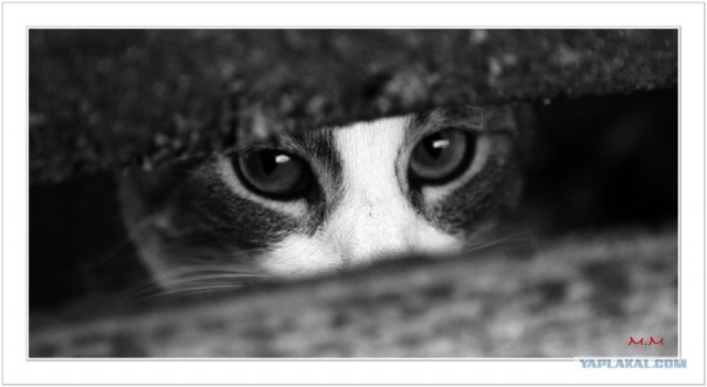 Котовторник на ЯПлакалъ 08.07.2008