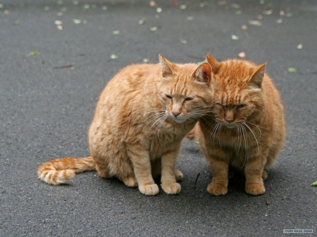 Котовторник (20.01)