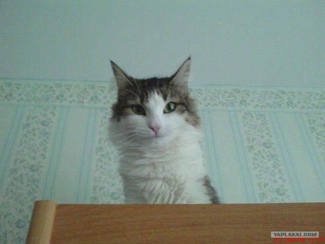 Сегодня котовторник, а котиков все нет