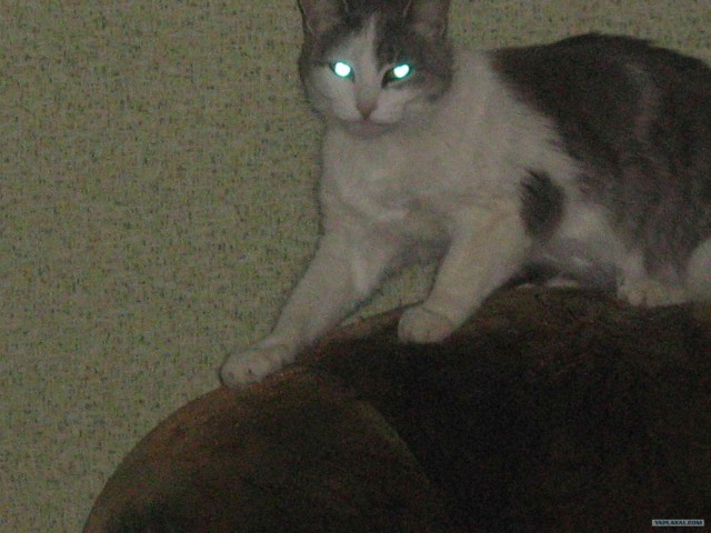 Котовторник. А как же?!