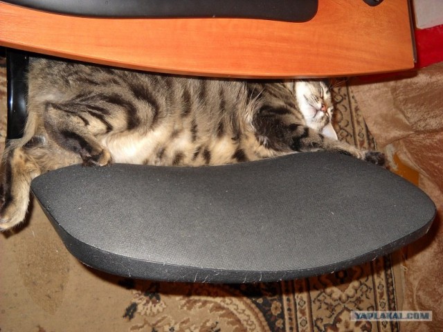 Котовторник с Кузей