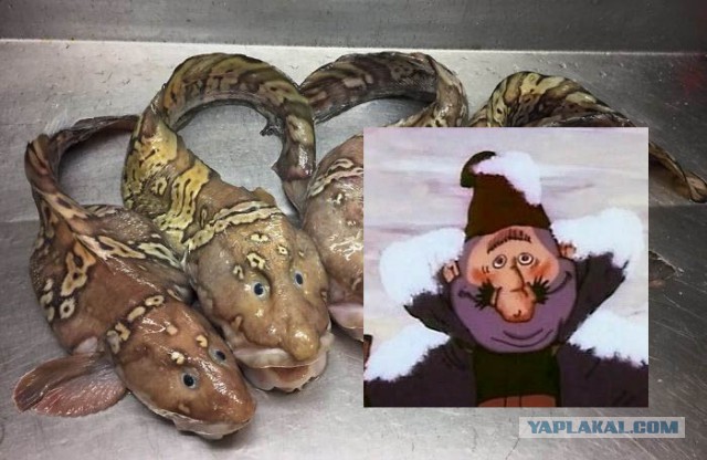 Роман Федорцов продолжает фотографировать ужасных глубоководных тварей