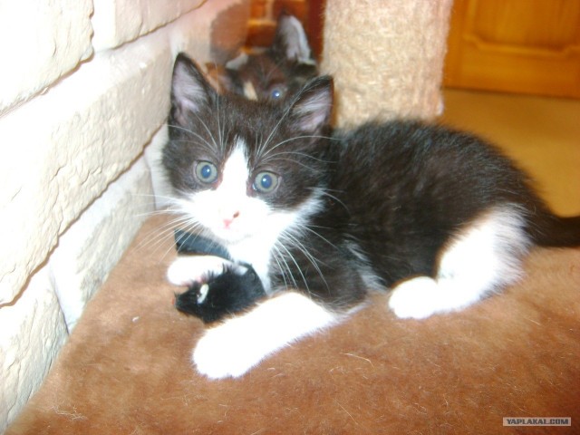 Котовторник 1.11.11