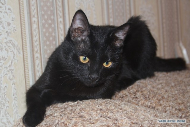 Котовторник 06.12.2011