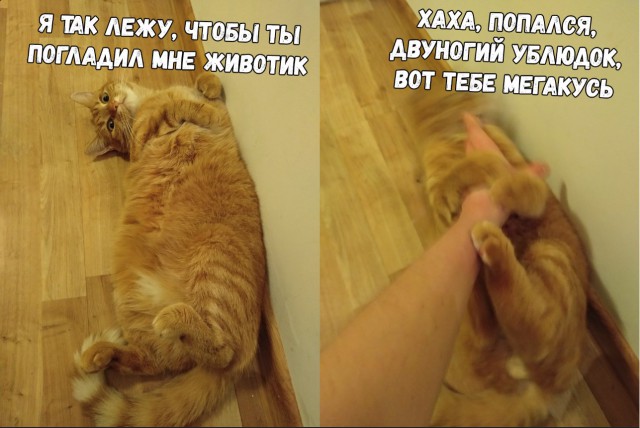 Немного милоты